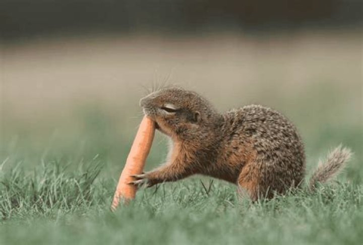 Are carrots bad for squirrels?