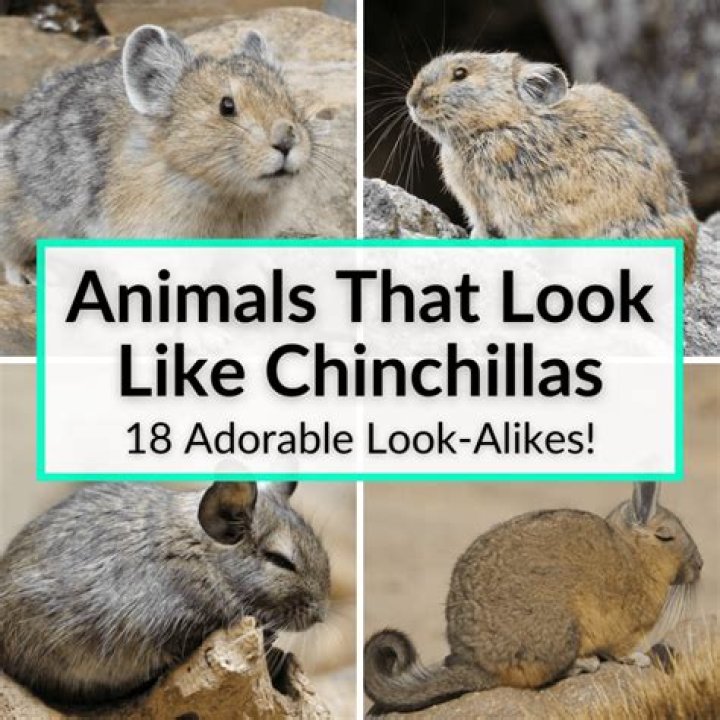 Are chinchillas stinky?