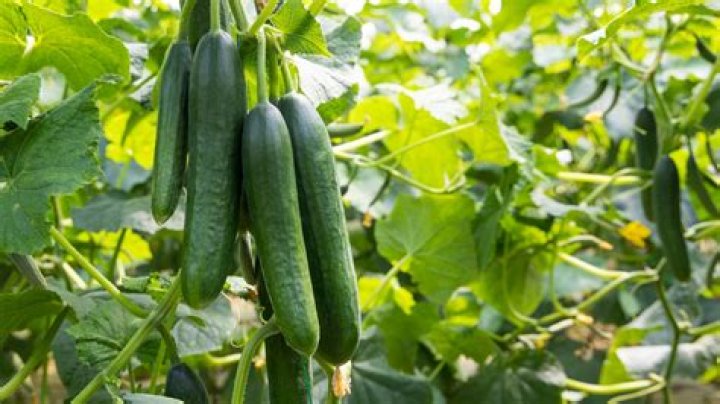 Are cucumbers fruit?