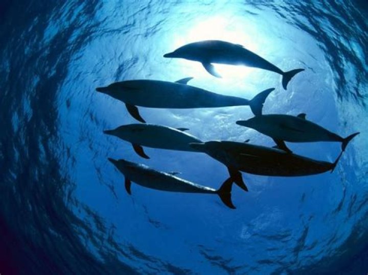 Are dolphins afraid of sharks?