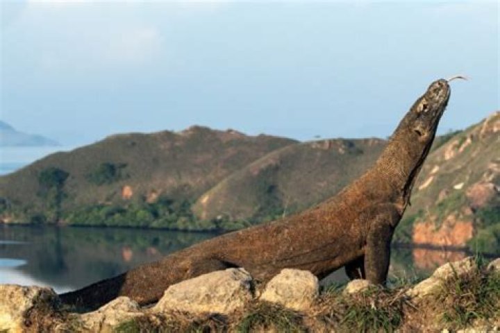 Are dragons still alive in 2020?