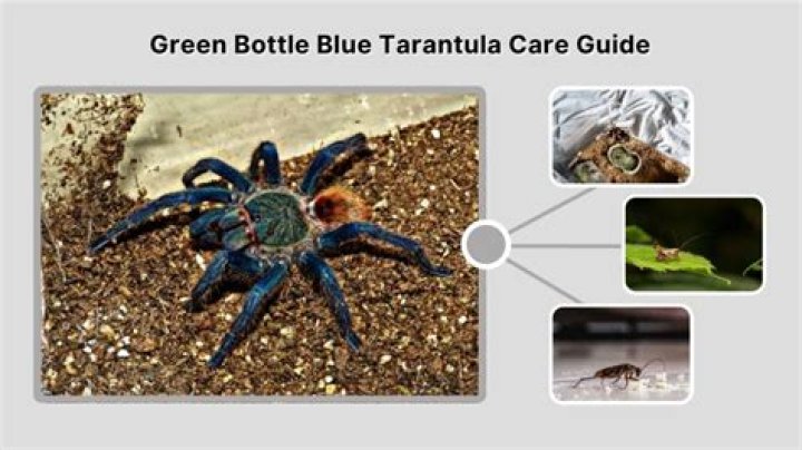 Are green bottle blue tarantulas poisonous?