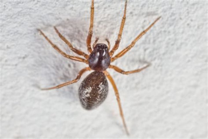 Are house spiders harmless?