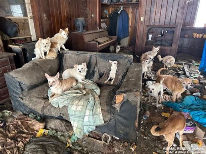 Are houses with dogs less likely to be robbed?