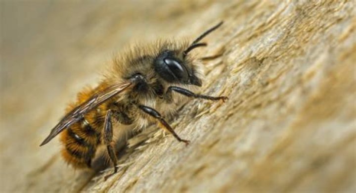 Are masonry bees harmless?