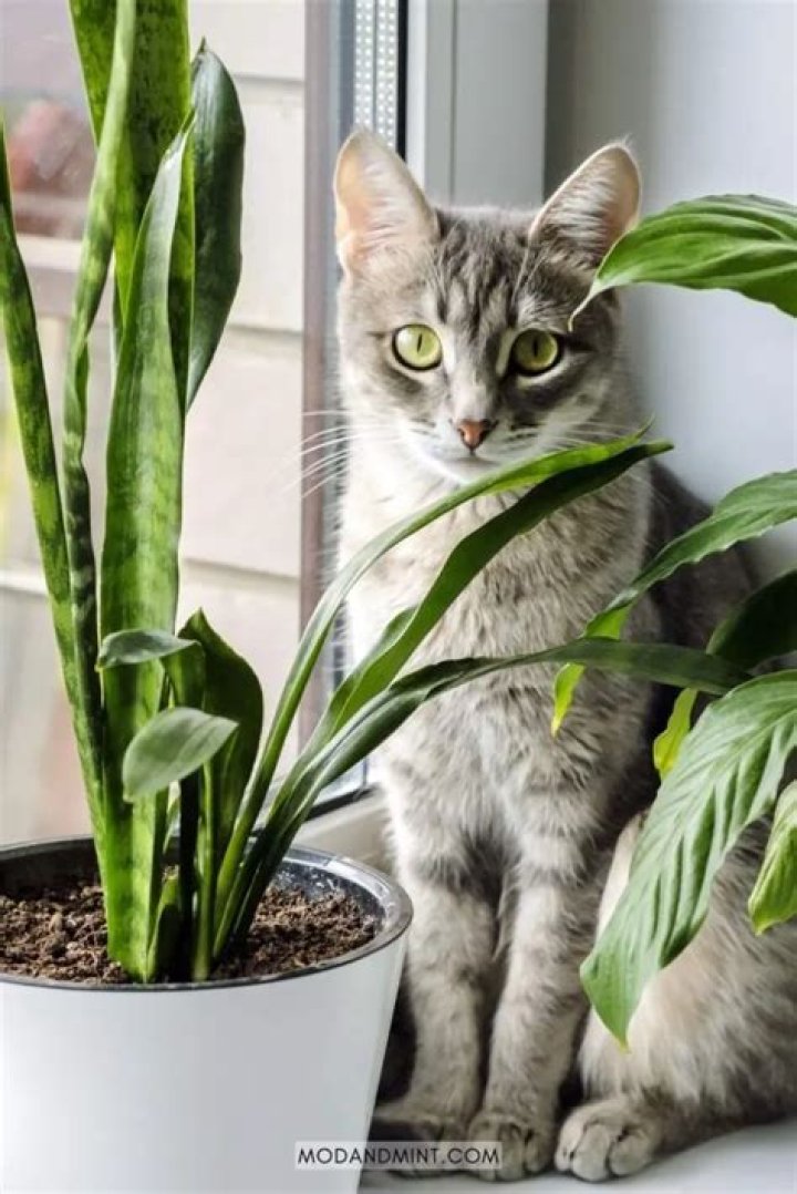 Are snake plants toxic to cats?