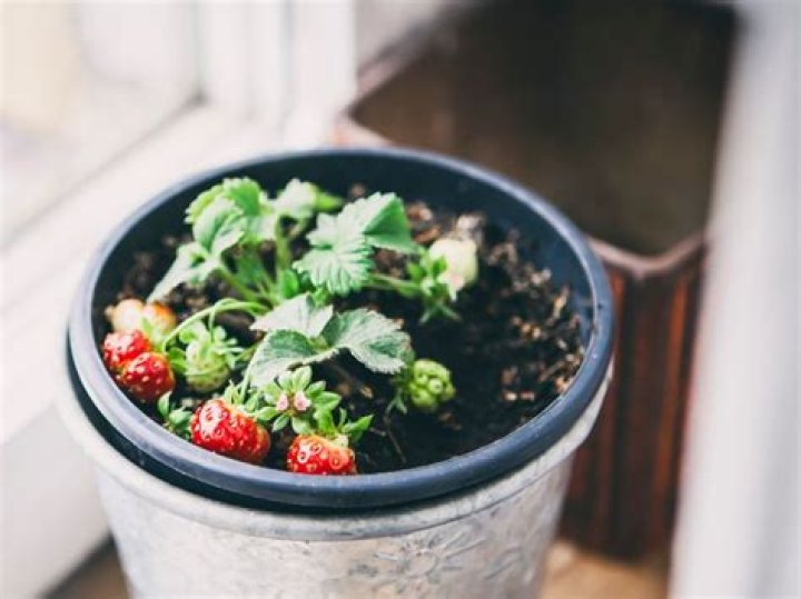 Are strawberry plants toxic to dogs?