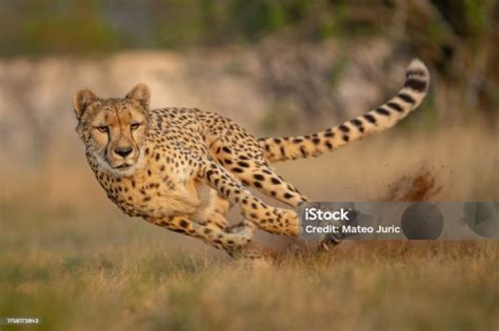 Can a cheetah be tamed?