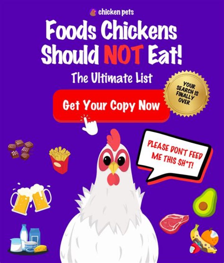 Can a chicken peck you to death?