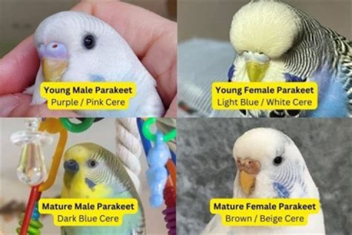 Can a female observe a male drug screen?