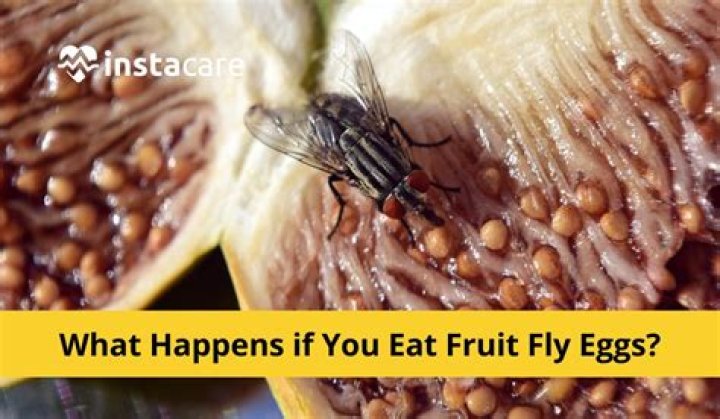 Can a fly lay eggs in your eye?