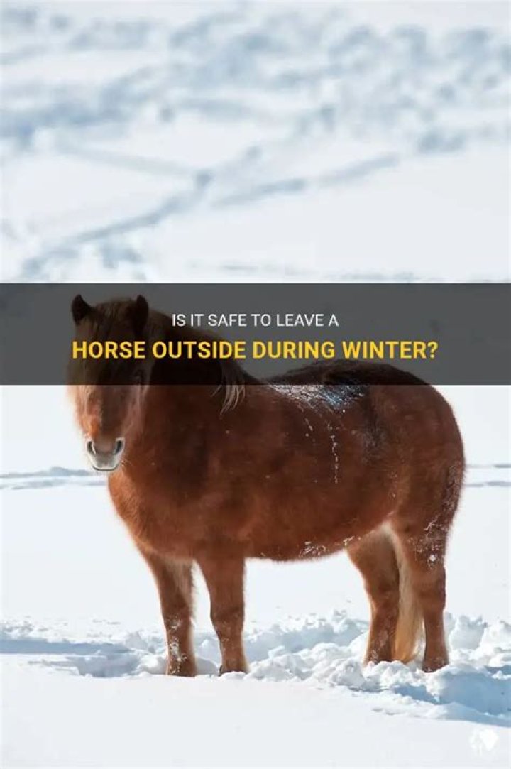 Can a horse be left outside in winter?
