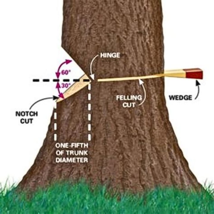 Can a Neighbour force you to cut down a tree?