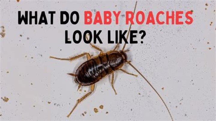 Can baby roaches be black?