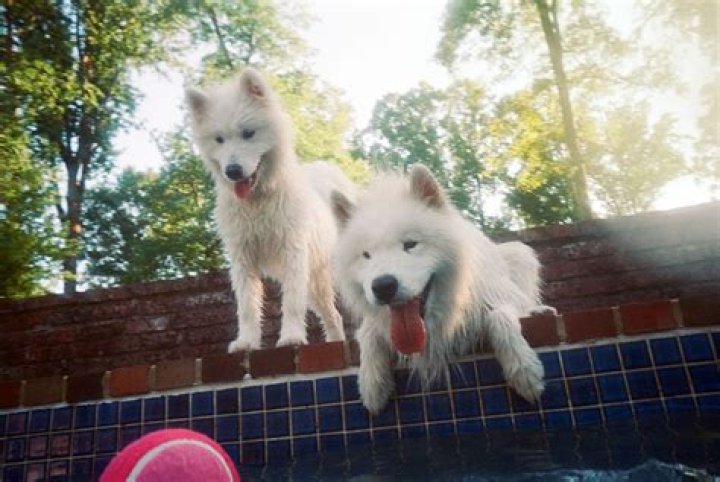 Can dogs be friends again after a fight?