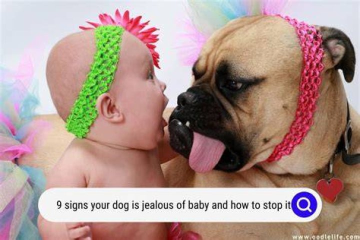 Can dogs be jealous of babies?