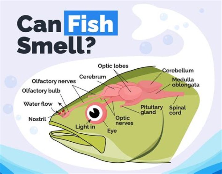 Can fish smell humans?