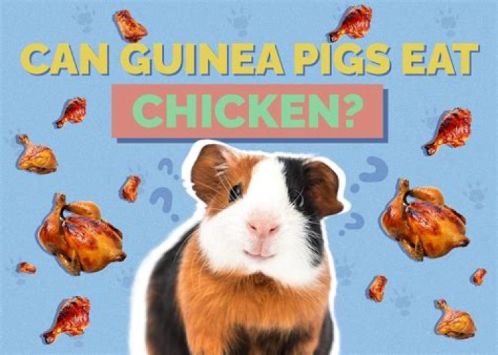 Can guinea pigs eat chicken?