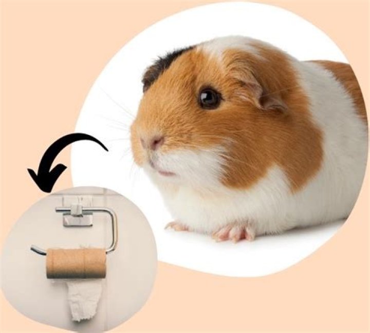 Can guinea pigs eat toilet paper?