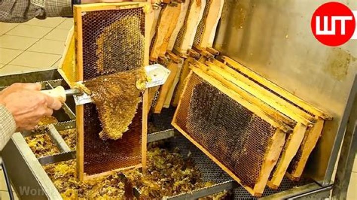 Can honey grow mold?