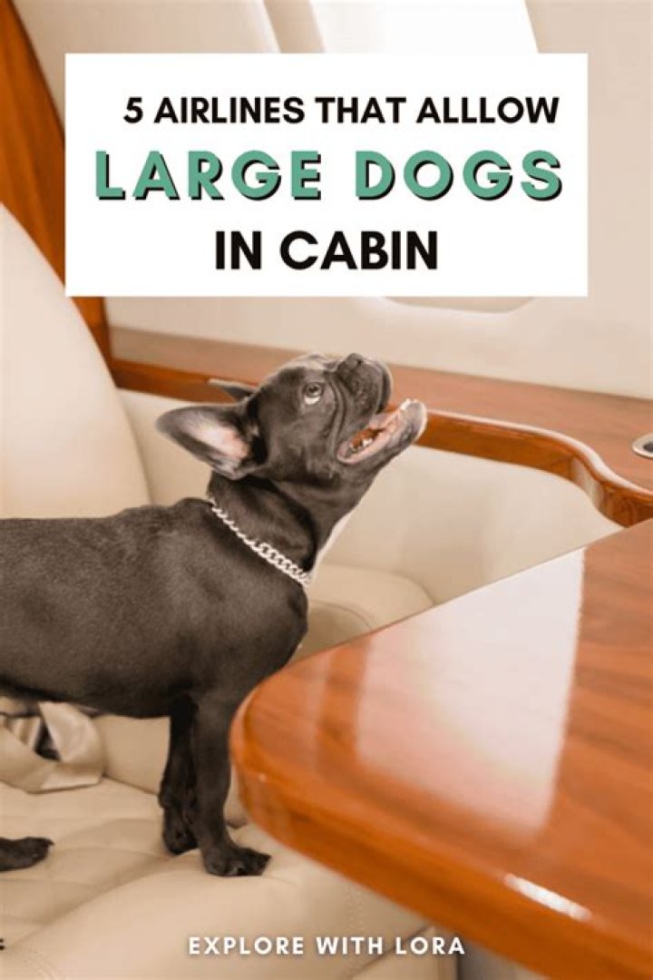 Can I fly with my large dog?