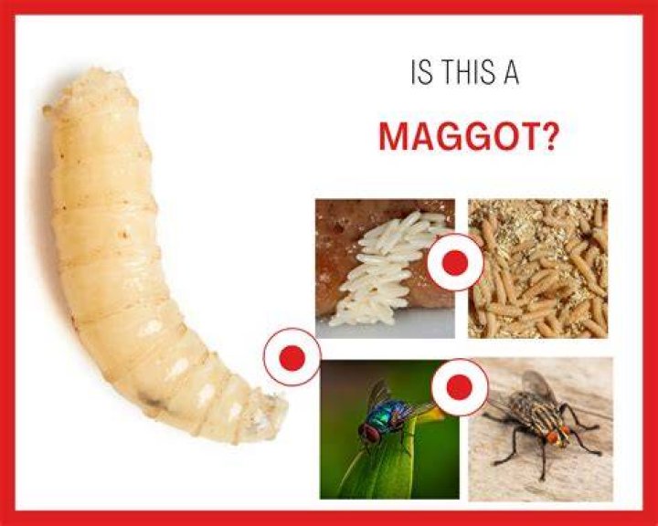 Can maggots live inside you?