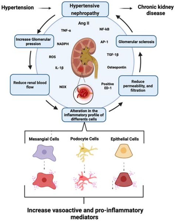 Can moringa cause kidney damage?