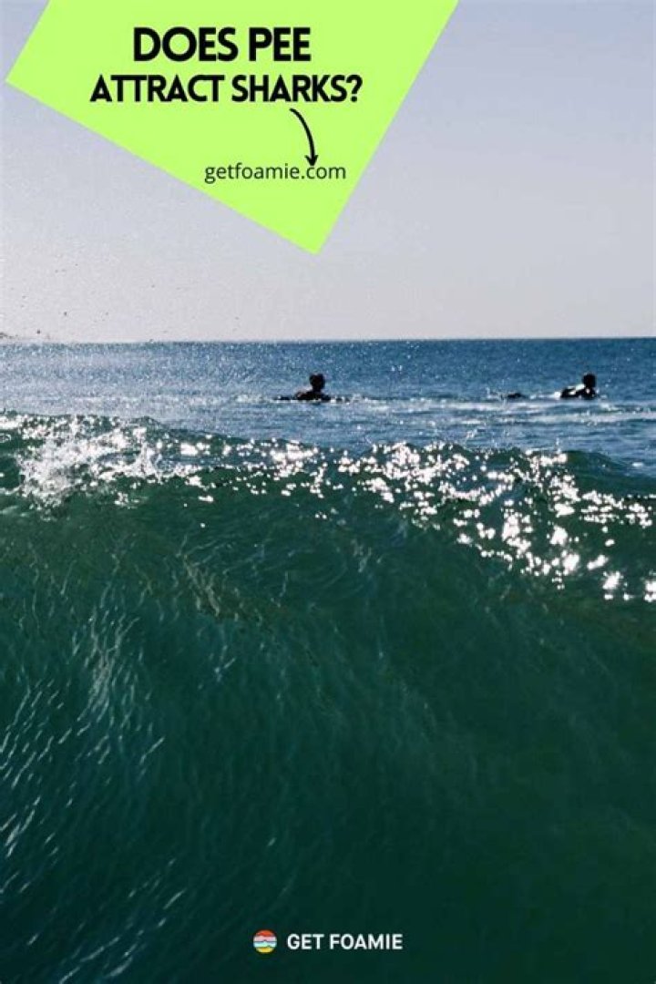 Can pee attract sharks?