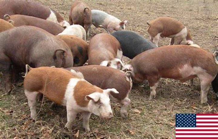 Can pig litters have multiple fathers?