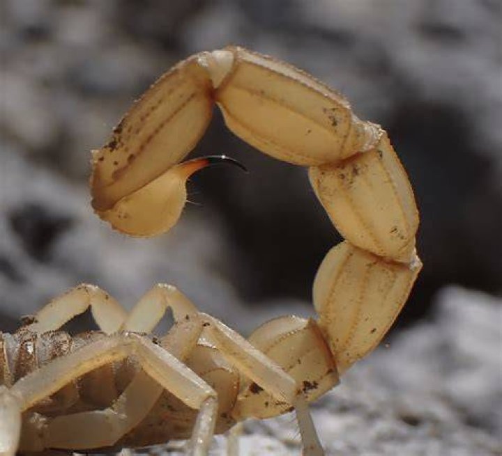 Can scorpions wear gold?