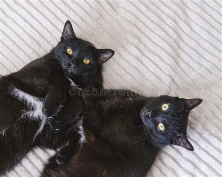 Can two black cats have white kittens?