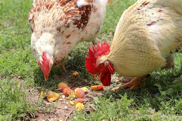 Can you bond with a chicken?