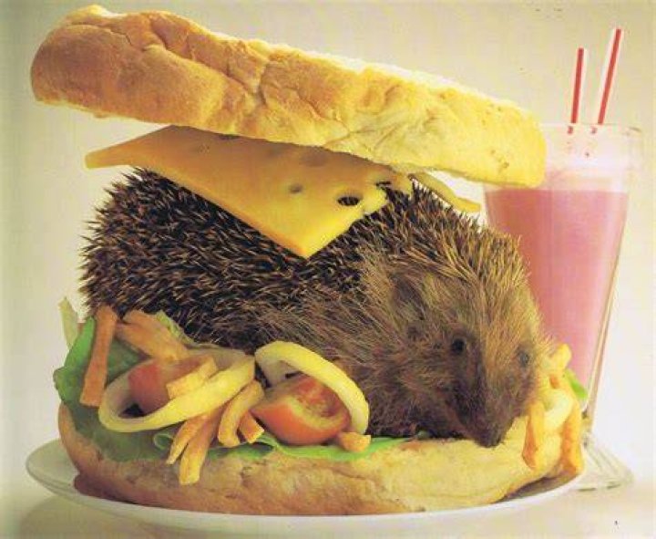 Can you eat hedgehog?