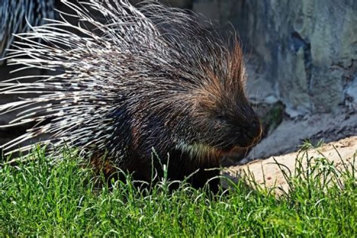 Can you pet a porcupine?