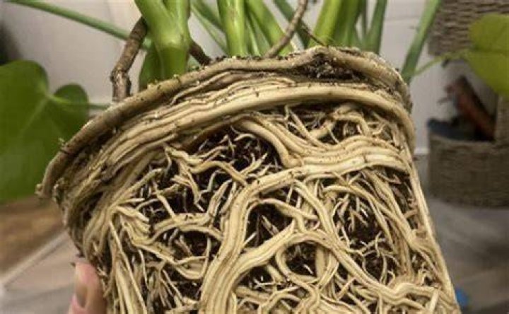Can you put Monstera aerial roots in soil?
