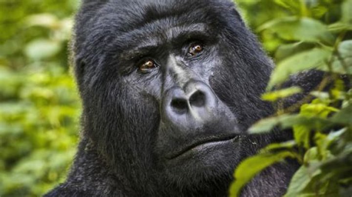 Can you tame a gorilla?