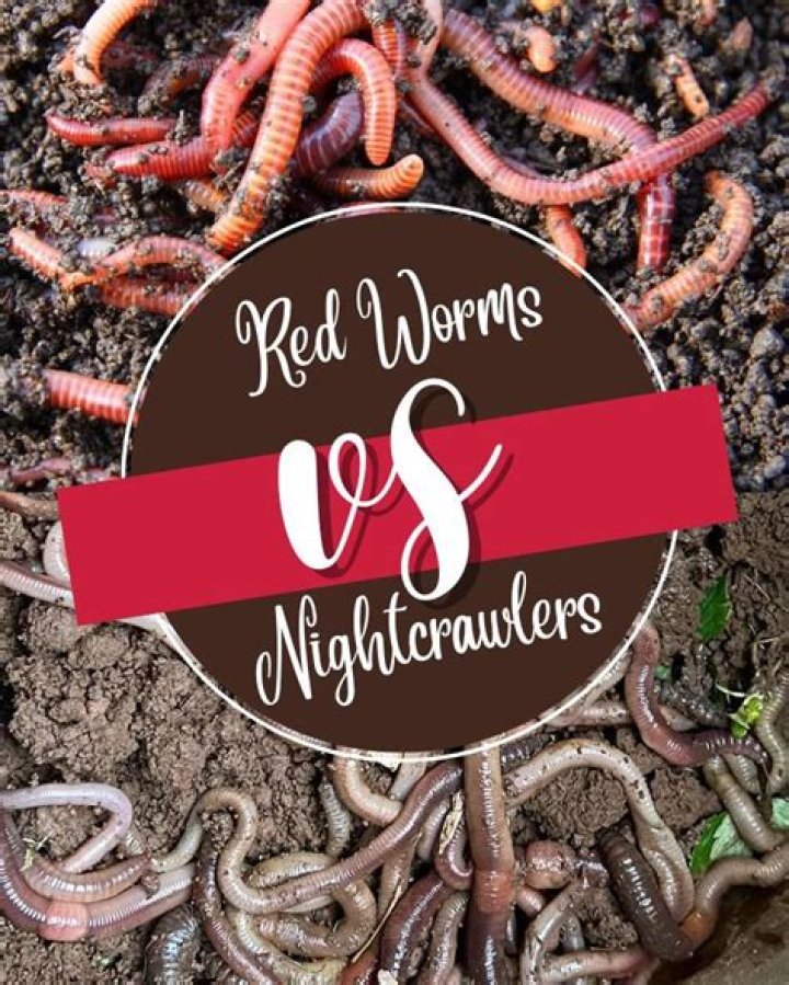 Did Sean Dyche eat worms?