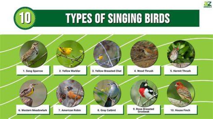 Do all birds sing the same song?