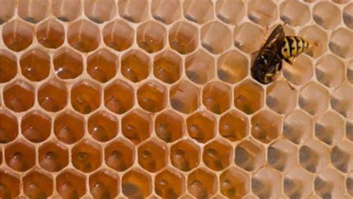 Do any wasps make honey?