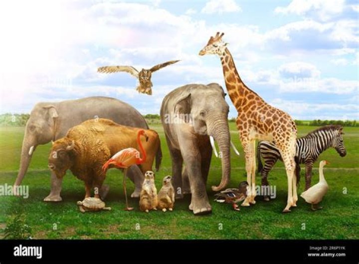 Do Asda test on animals?