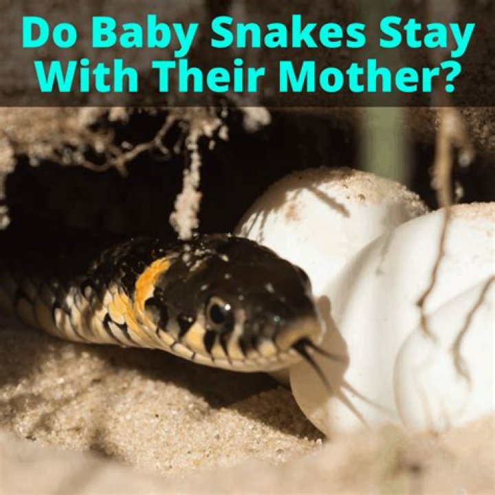 Do baby snakes stay near their mother?