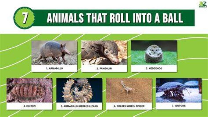 Do bed bugs curl up in a ball?
