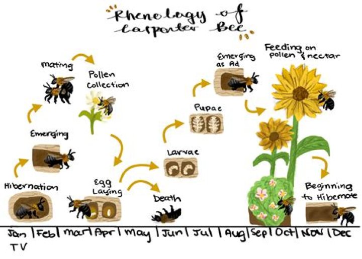 Do bees come back to the same nest every year?