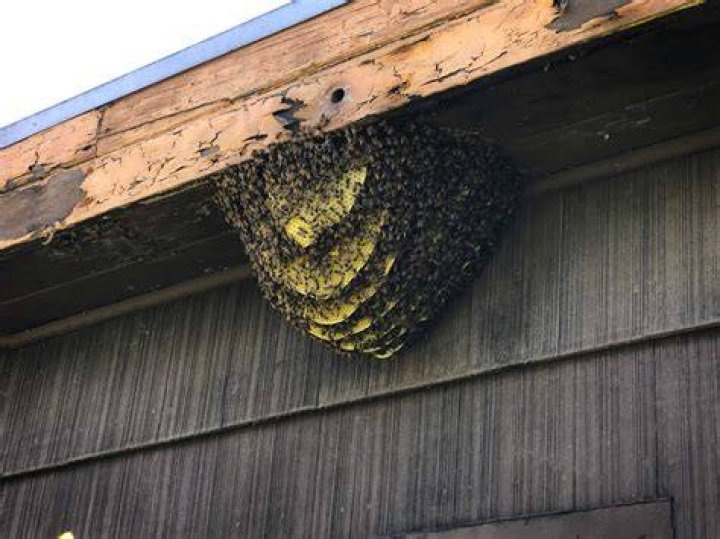 Do bees nest in roof spaces?