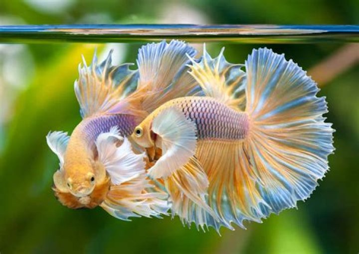 Do betta fish get excited to see their owner?