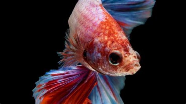 Do bettas hate light?