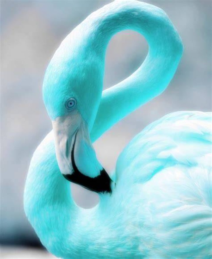 Do blue flamingos exist?