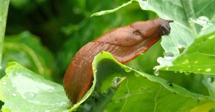 Do cabbage collars stop slugs?