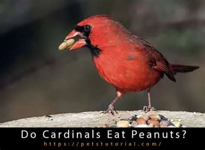 Do cardinals eat bees?