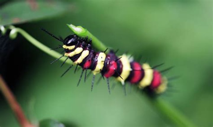Do caterpillars play dead?